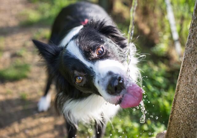 Auch Hunde leiden im Sommer unter der Hitze und brauchen ausreichend Wasser. Baden ist nicht überall möglich. | Foto: oneinchpunch/PantherMedia