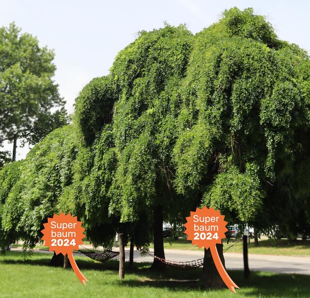 Die Hänge-Schnurbäume im Doppelpack: Zwei Bäume, deren Äste sich perfekt für Baumhäuser eignen. | Foto: GB*