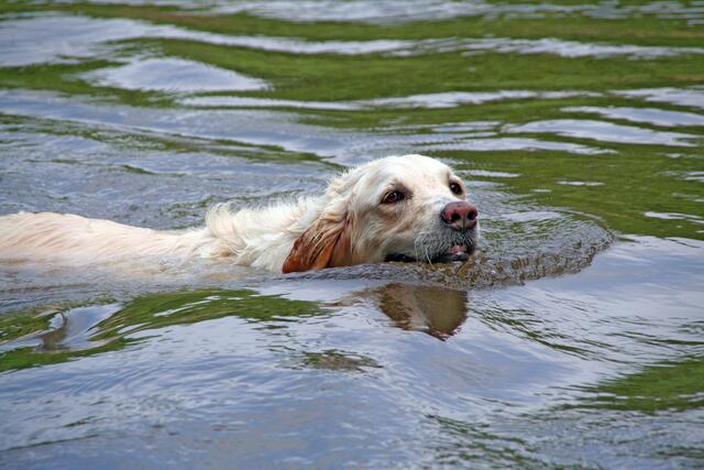 Auch Hunde leiden im Sommer unter der Hitze und brauchen ausreichend Wasser. Baden ist nur an wenigen Orten möglich. | Foto: Foto: PantherMedia - Ingmar