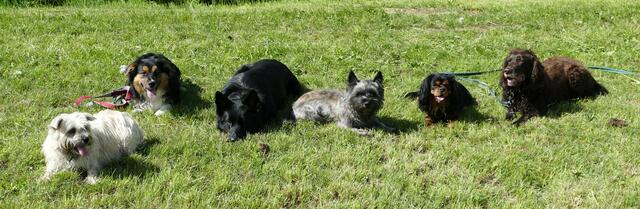 Das Training findet am Ausbildungsplatz in der Leonfeldnerstraße 35 in Freistadt statt. | Foto: ÖRVV