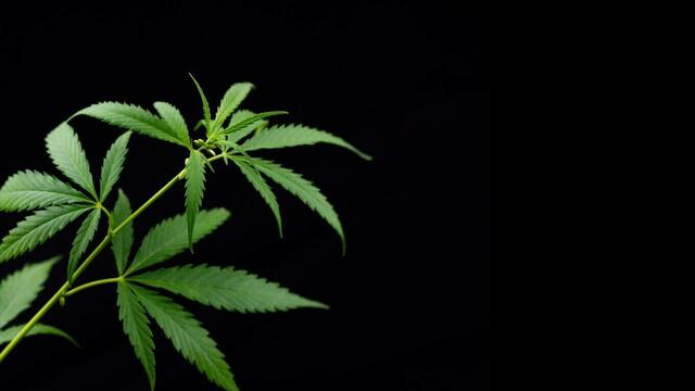 Cannabis | Foto: www.123rf.com © kasynetsolena