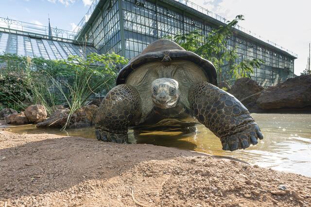Die sanften Riesen gelten bis heute als gefährdet. Sie wurden einst beinahe ausgerottet. | Foto: Daniel Zupanc