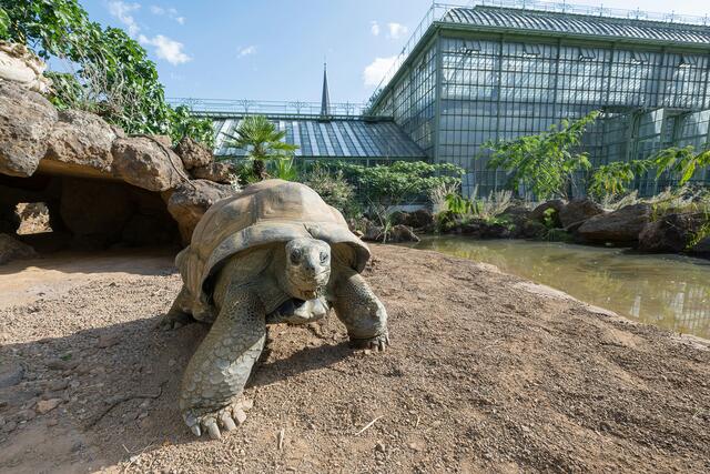 Die Seychellen Riesenschildkröten sind ins Wüstenhaus vor dem Tiergarten Schönbrunn gezogen. | Foto: Daniel Zupanc