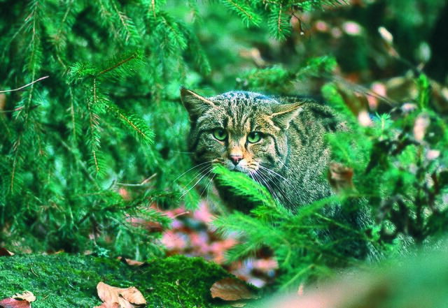 Die scheue Waldbewohnerin ist im Begriff, sich langsam wieder in Österreich auszubreiten.  | Foto: © Robert Hofrichter