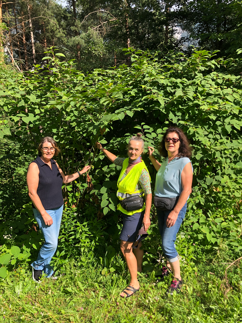 Petra Hofmann, Dorothea Schumacher, Claudia Melmer entdeckten auch einen gefährlich großen Stauenknöterich im Haiming Forchet, der bei weiterer Verbreitung im Stande ist ganze Mauerwerke zu zerstören. | Foto: Dorothea Schumacher