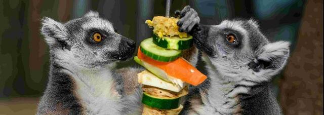 Im Haus des Meeres darf man die Lemuren selbst füttern.  | Foto: Dominik Moser