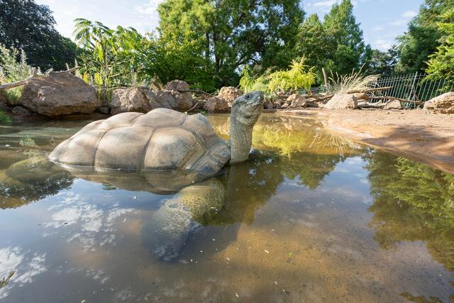 Bei schattigen Stellen wird im Wasser dahingedöst. Ein flacher Strand erleichtert den Eingang ins Wasserbecken. | Foto: Daniel Zupanc