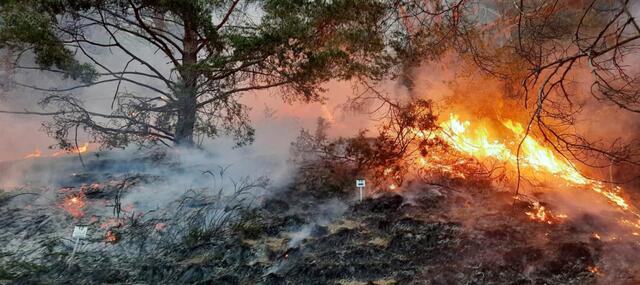 Das Risiko für Waldbrände ist im Moment besonders hoch. | Foto: ZOOM