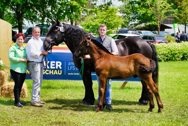 Familie Striedner mit Noriker Stute und Fohlen. | Foto: Fam. Striedner - animalklick