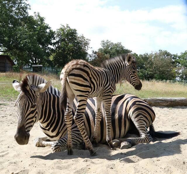 Okawango ist bereits das neueste Mitglied in der Zebra-Familie des Zoos. Die Geburt eines Zebra-Fohlens ist ein seltener und bedeutender Anlass, da das Chapman-Zebra in freier Wildbahn stark gefährdet ist. | Foto: Zoo Linz