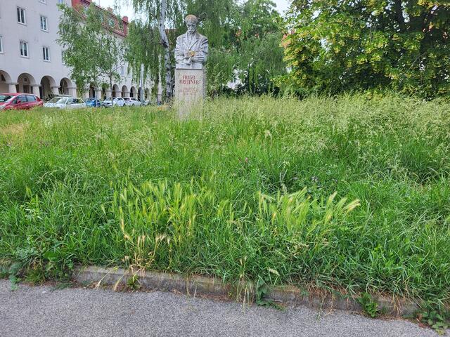 Othmar Rabensteiner beklagt die wuchernde Wiese am Schönbergplatz. Er wünscht sich eine gepflegtere Umgebung. | Foto: Othmar Rabensteiner