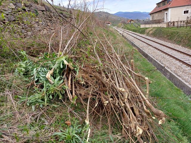 Ausgehackte Robinien in St. Michael | Foto: Welterbegemeinden Wachau