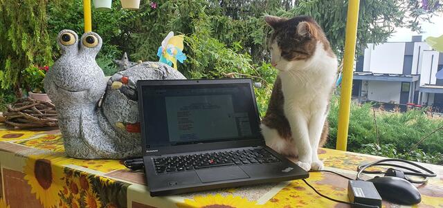 Kater Lucky war einer der "tierischen Helfer" des neuen Buchprojekts. | Foto: Katharina Dowas