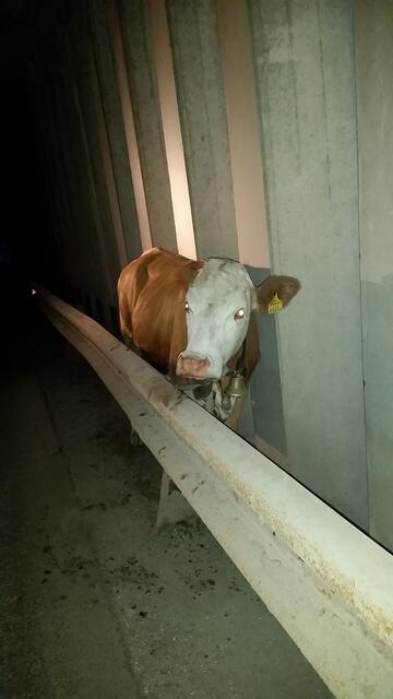 Es ging weder vor noch zurück - eine missliche Lage! | Foto: Tiroler Bergwacht - Einsatzstelle Stubai