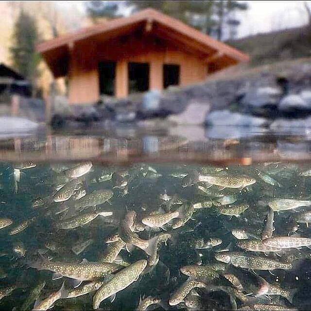 Spektakuläres Unterwasserbild: Im Fischteich in Unterberg/Muitters ist was los! | Foto: privat