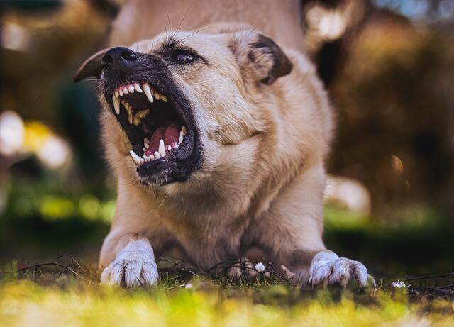 In Floridsdorf wurde ein Mann von einem Hund angegriffen. (Symbolbild) | Foto: Pixabay