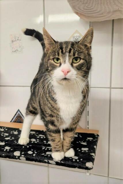 Der charmante, freundliche Alaska wartet noch immer auf sein Für-Immer-Zuhause. | Foto: Arche