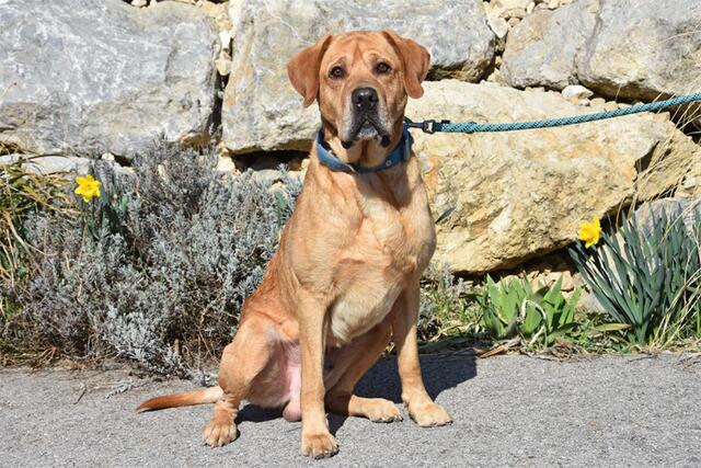 Filou ist 8 Jahre alt. | Foto: Tierheim Dechanthof