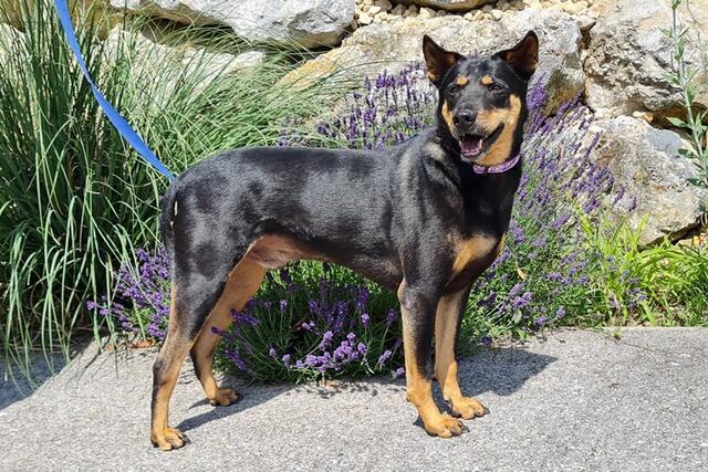 Casper ist ein ruhiger Hund. | Foto: Tierheim Dechanthof