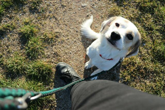 Ein Tierhalter soll in der Donaustadt mit seinem Hund in einem Vorgarten Gassi gegangen sein. Dann entbrannte ein Streit. (Symbolbild) | Foto: Rafaëlla Waasdorp/Unsplash