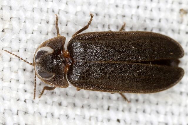 Das Männchen eines Kleinen Leuchtkäfers (Lamprohiza splendidula) | Foto: Gernot Kunz