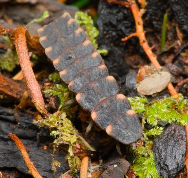 Die Larve eines Großen Leuchtkäfers (Lampyris noctiluca) | Foto: iNaturalist