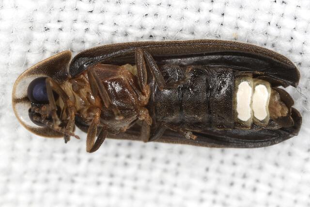 Das Männchen eines Kleinen Leuchtkäfers (Lamprohiza splendidula) mit Leuchtorgan | Foto: Gernot Kunz