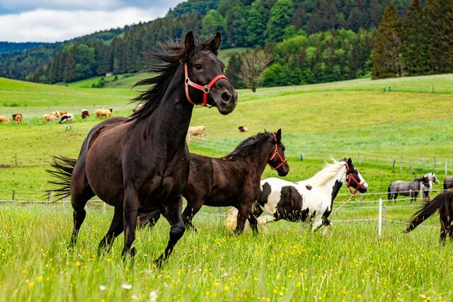 Symbolfoto: Das Wochenende stand im Sinne der Pferde. | Foto: Gut Aiderbichl