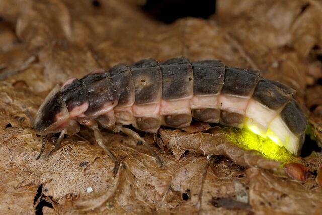 Das Weibchen des Großen Leuchtkäfers (Lampyris noctiluca) sieht der Larve sehr ähnlich | Foto: Gernot Kunz