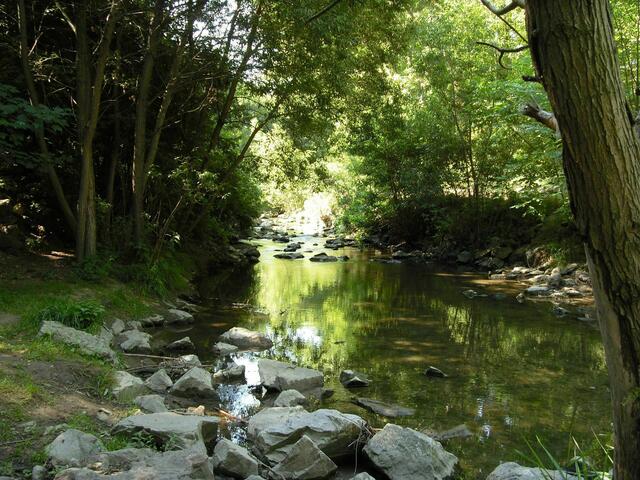 Abkühlung gibt es auch abseits der Donau, etwa am renaturierten Liesingbach. | Foto: Karl B.