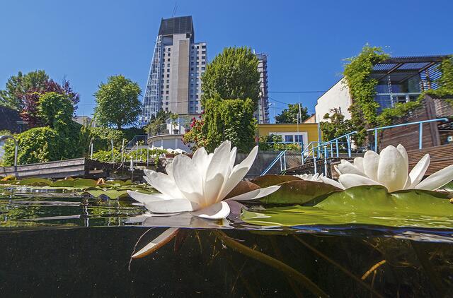 Auch die Alte Donau ist über den neuen Radhighway gut erreichbar. | Foto: Wiener Wildnis