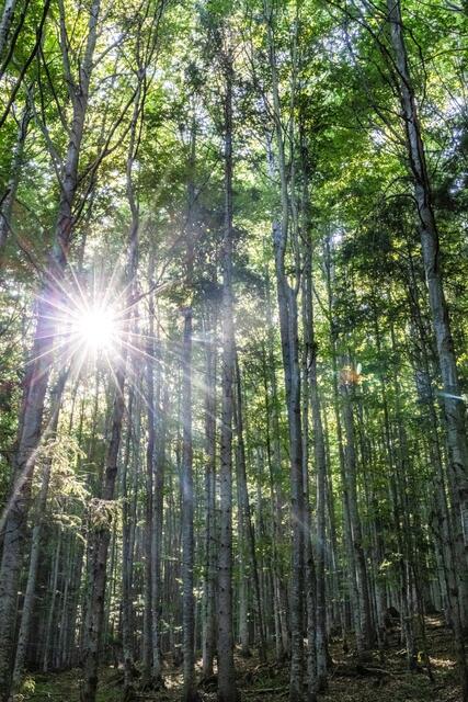 Führungen - Wald der Zukunft | Foto: ÖBf-Archiv/F. Lindmoser