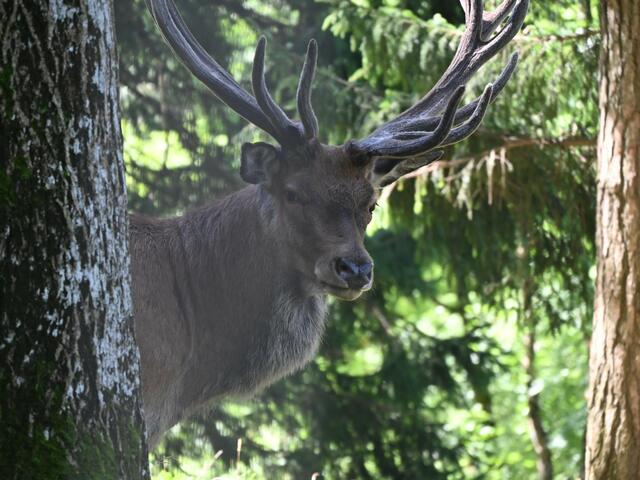 Hirsch