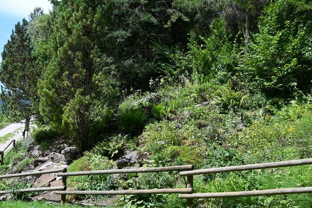 Kleiner Alpengarten