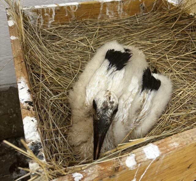 Baby-Archie in seinem kleinen Storchennest. Mittlerweile kann der Kleine auch schon fliegen.   | Foto: Storchenverein Freistadt Rust/Sarah Lahofer