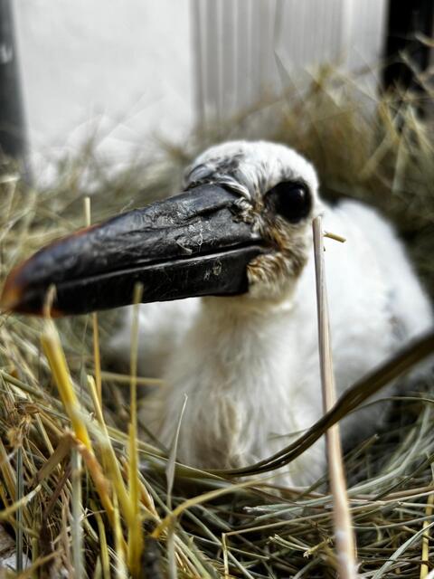 Hier noch ganz klein: Archie ist inzwischen zu einem stolzen Jungstorch herangewachsen.  | Foto: Storchenverein Freistadt Rust/Sarah Lahofer