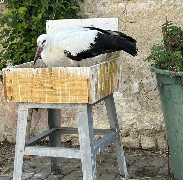 Das kleine Findelkind entwickelt sich prächtig und soll noch Ende des Sommers ausgewildert werden.  | Foto: Storchenverein Freistadt Rust/Sarah Lahofer