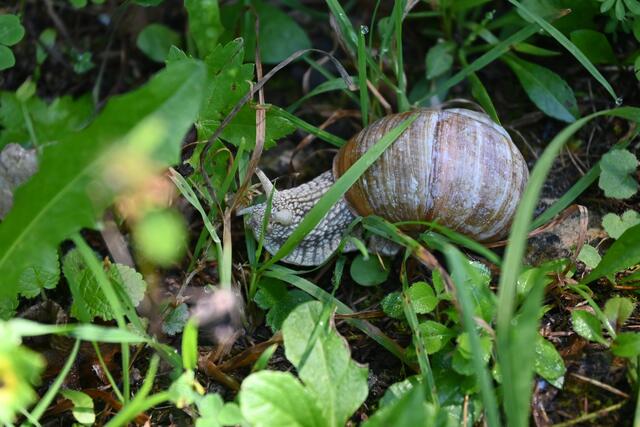 Weinbergschnecke