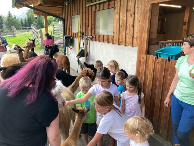 Bei den Alpakas  | Foto: Alpaka Impuls, Karl Stangl, Lore Fluch