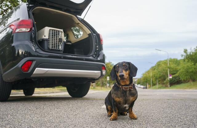 Wer mit dem Hund im Auto auf Urlaub fährt, sollte Sicherung und Reisezeit beachten, so ARBÖ. | Foto: Bildagentur Zolles KG