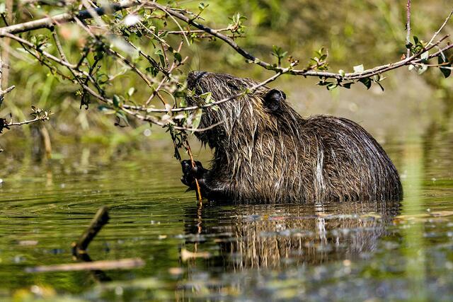 Seit den 1970er Jahren tragen Biber durch ihre Aktivitäten zur Renaturierung und Schaffung neuer Lebensräume in Niederösterreich bei. | Foto: pexels