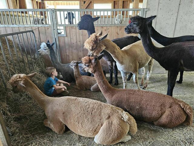 Foto: Alpaka Impuls, Karl Stangl, Lore Fluch