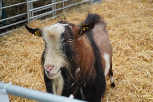 Foto: Michael Strini