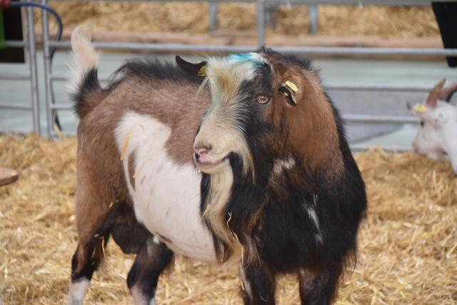 Die 53. Inform Oberwart wird wieder tierisch gut. | Foto: Michael Strini