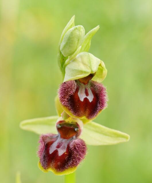 Foto: Spinnenragwurz; © Roger Jagersberger