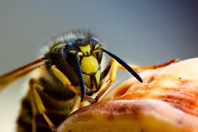 Etwa 200.000 Menschen in Österreich reagieren allergisch auf Wespenstiche. | Foto: Jens Ottoson/fotolia