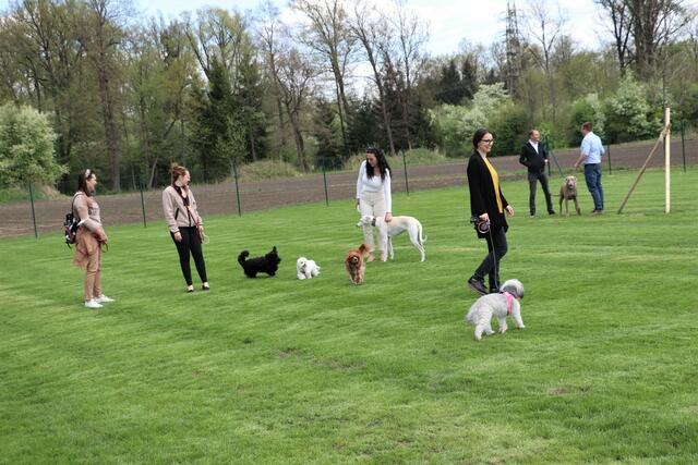 Der Ruf nach einer Hundewiese für Bruck wird immer lauter – unterstützt von den Neos und den Grünen. (Symbolfoto) | Foto: Edith Ertl