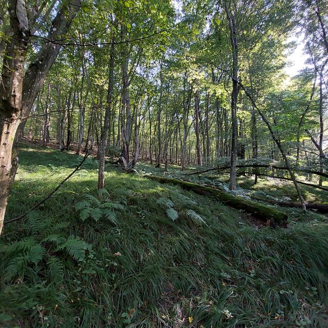 Natur pur - am Pfad entlang des Pinkadurchbruches | Foto: Monika Petanovitsch 