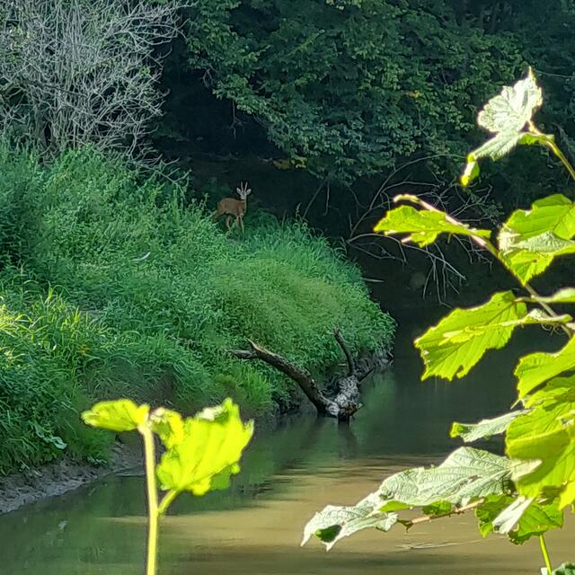 ...viele beschauliche Plätze! ...ein Rehböcklein wundert sich über die "Störenfriede" 🙃