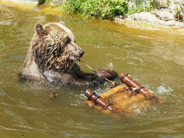 2022 hat die Tierschutzorganisation Vier Pfoten Mark gerettet und in ihren Bärenwald Arbesbach gebracht.  | Foto: Vier Pfoten
